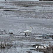 闽江河口越冬的小天鹅